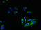 Cytochrome c oxidase subunit 6B1 antibody, LS-B10625, Lifespan Biosciences, Immunofluorescence image 