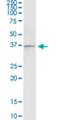 Ras Association Domain Family Member 4 antibody, H00083937-M08, Novus Biologicals, Western Blot image 