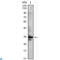 Cyclin Dependent Kinase 1 antibody, LS-C812423, Lifespan Biosciences, Western Blot image 