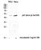 Neutrophil Cytosolic Factor 1 antibody, A01586S359, Boster Biological Technology, Western Blot image 