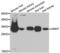 Glycine N-Methyltransferase antibody, LS-C334824, Lifespan Biosciences, Western Blot image 