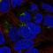 Pyridoxal Dependent Decarboxylase Domain Containing 1 antibody, HPA049121, Atlas Antibodies, Immunofluorescence image 