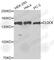 Clock Circadian Regulator antibody, A7415, ABclonal Technology, Western Blot image 