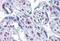 Serine/Threonine Kinase 17a antibody, MBS246381, MyBioSource, Immunohistochemistry frozen image 
