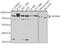 WD Repeat Domain 48 antibody, GTX32970, GeneTex, Western Blot image 