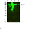 Aconitase 2 antibody, LS-C813317, Lifespan Biosciences, Western Blot image 