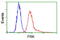 Fyn Related Src Family Tyrosine Kinase antibody, GTX84484, GeneTex, Flow Cytometry image 