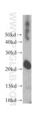 Ras Homolog Family Member Q antibody, 17805-1-AP, Proteintech Group, Western Blot image 