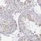 Family With Sequence Similarity 205 Member A antibody, NBP2-56010, Novus Biologicals, Immunohistochemistry frozen image 