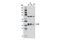 Sirtuin 6 antibody, 8771S, Cell Signaling Technology, Western Blot image 