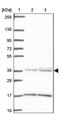 Intelectin 1 antibody, PA5-64102, Invitrogen Antibodies, Western Blot image 