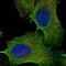 AFG1 Like ATPase antibody, NBP1-89217, Novus Biologicals, Immunofluorescence image 