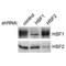 Heat Shock Transcription Factor 2 antibody, 11105, QED Bioscience, Western Blot image 