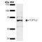 Transcription Factor 7 Like 2 antibody, PA5-77812, Invitrogen Antibodies, Western Blot image 