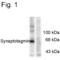 Synaptotagmin 1 antibody, PA1-4642, Invitrogen Antibodies, Western Blot image 