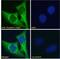 Clusterin antibody, PA5-19020, Invitrogen Antibodies, Immunofluorescence image 