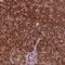 Nudix Hydrolase 9 antibody, NBP2-48818, Novus Biologicals, Immunohistochemistry frozen image 