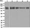 Glutamate Ionotropic Receptor AMPA Type Subunit 2 antibody, ab133477, Abcam, Western Blot image 