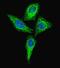 Alkaline Phosphatase, Intestinal antibody, A06115-1, Boster Biological Technology, Immunofluorescence image 