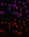 Melan-A antibody, GTX54303, GeneTex, Immunofluorescence image 