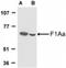 Fem-1 Homolog B antibody, NBP1-77300, Novus Biologicals, Western Blot image 