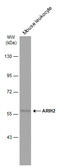Ariadne RBR E3 Ubiquitin Protein Ligase 2 antibody, GTX115410, GeneTex, Western Blot image 