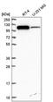 E3 ubiquitin-protein ligase Itchy antibody, PA5-65539, Invitrogen Antibodies, Western Blot image 