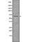 CTP Synthase 1 antibody, abx149617, Abbexa, Western Blot image 