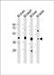 Adenylate Kinase 4 antibody, orb48275, Biorbyt, Western Blot image 