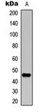 Neutrophil Cytosolic Factor 1 antibody, orb256706, Biorbyt, Western Blot image 