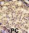 SRY-Box 9 antibody, abx027796, Abbexa, Immunocytochemistry image 