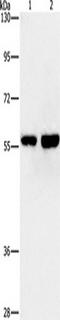 Apoptosis Inhibitor 5 antibody, TA350865, Origene, Western Blot image 