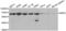 Glucose-6-Phosphate Dehydrogenase antibody, abx001294, Abbexa, Western Blot image 