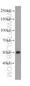 Paired Box 1 antibody, 60217-1-Ig, Proteintech Group, Western Blot image 