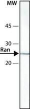 RAN, Member RAS Oncogene Family antibody, MA1-20581, Invitrogen Antibodies, Western Blot image 