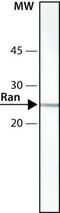 RAN, Member RAS Oncogene Family antibody, MA1-20581, Invitrogen Antibodies, Western Blot image 