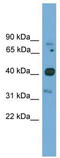 Forkhead Box Q1 antibody, TA341769, Origene, Western Blot image 