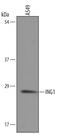 Inhibitor of growth protein 1 antibody, PA5-47772, Invitrogen Antibodies, Western Blot image 