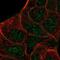 Serine/Threonine/Tyrosine Kinase 1 antibody, NBP2-57429, Novus Biologicals, Immunocytochemistry image 