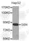 Gelsolin antibody, A3903, ABclonal Technology, Western Blot image 