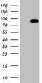 Heat Shock Transcription Factor 2 antibody, MA5-26872, Invitrogen Antibodies, Western Blot image 