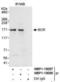 BCR Activator Of RhoGEF And GTPase antibody, NBP1-19097, Novus Biologicals, Immunoprecipitation image 