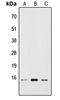 Active regulator of SIRT1 antibody, LS-C358294, Lifespan Biosciences, Western Blot image 