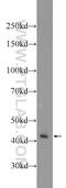 Interleukin Enhancer Binding Factor 2 antibody, 24572-1-AP, Proteintech Group, Western Blot image 