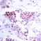 Myocyte Enhancer Factor 2A antibody, orb14454, Biorbyt, Immunohistochemistry paraffin image 