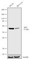 Receptor Interacting Serine/Threonine Kinase 3 antibody, 711691, Invitrogen Antibodies, Western Blot image 