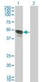 Transcription Factor AP-2 Beta antibody, H00007021-M02, Novus Biologicals, Western Blot image 