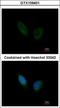 Phosphorylase Kinase Regulatory Subunit Alpha 1 antibody, GTX109401, GeneTex, Immunocytochemistry image 