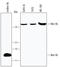 Wnt Family Member 9B antibody, MAB3669, R&D Systems, Western Blot image 