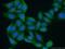 60S ribosomal export protein NMD3 antibody, 16060-1-AP, Proteintech Group, Immunofluorescence image 
